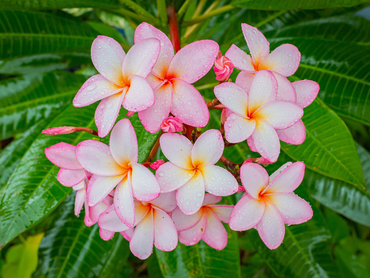 10 semillas de plumeria de colores variados - Lei Flower Frangipani Mix, arbusto fragante, árbol pequeño, rosa, rojo, amarillo, blanco, melocotón, dos tonos