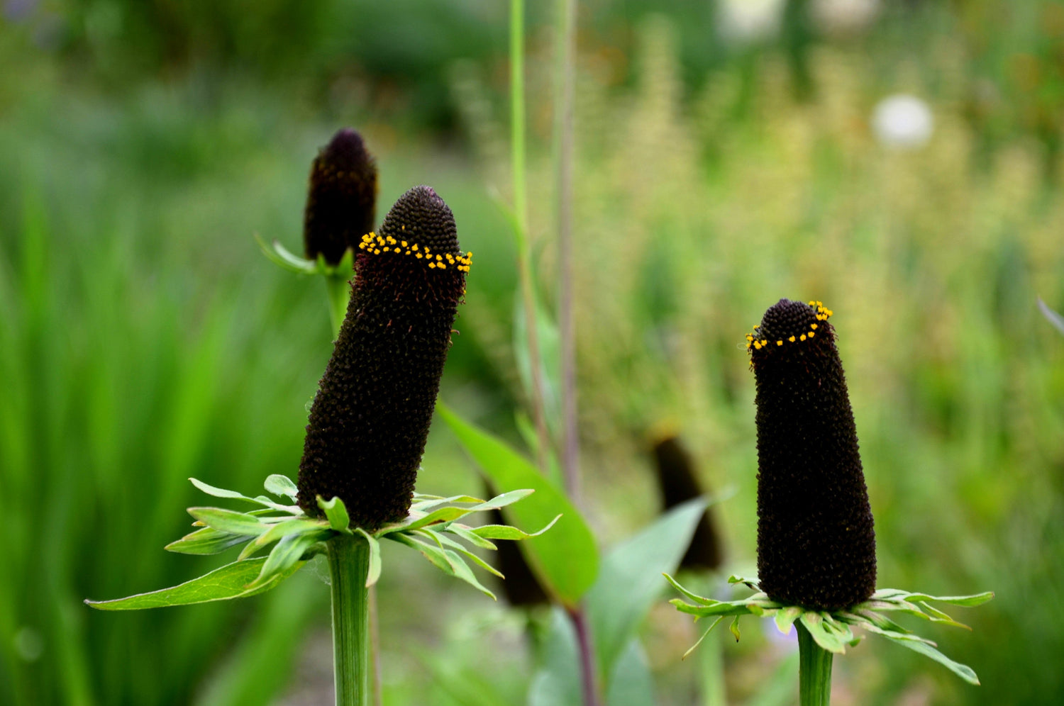 30 semillas de equinácea occidental Rudbeckia occidentalis Green Wizard, también conocida como flor negra de chocolate sin rayos