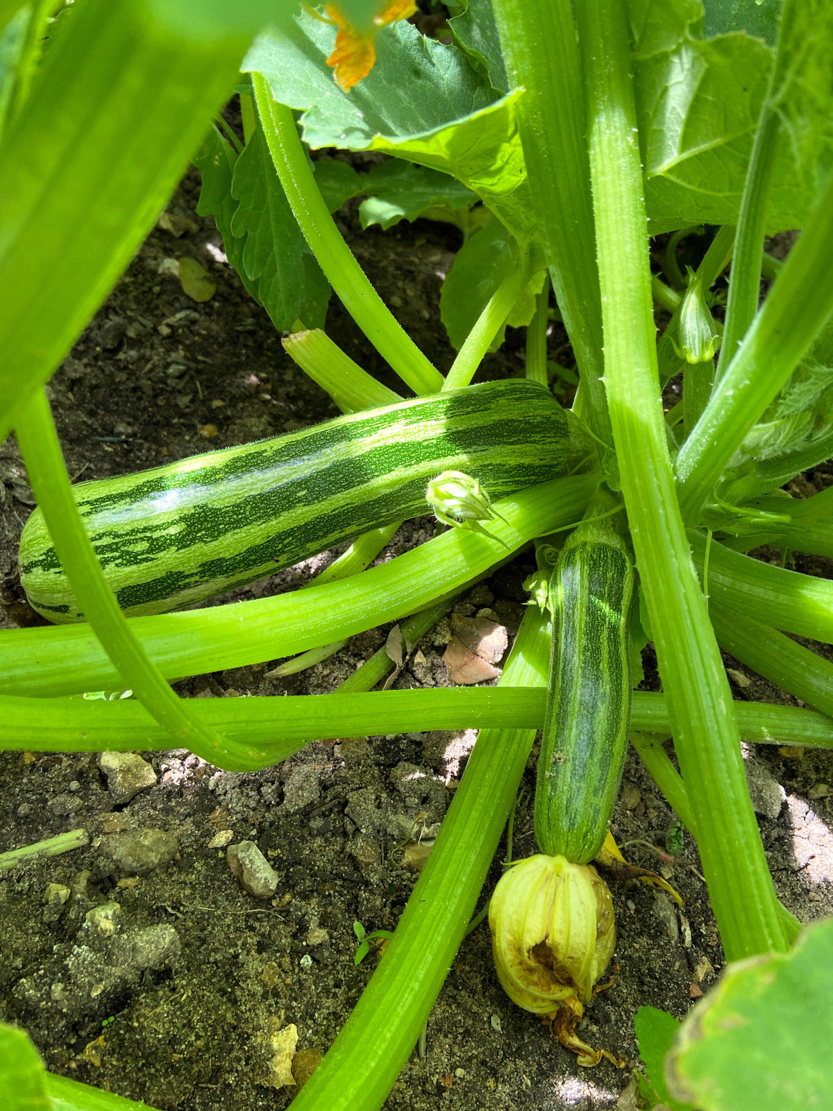 50 COCOZELLE di Napoli SQUASH Calabacín italiano Cucurbita Pepo Semillas vegetales