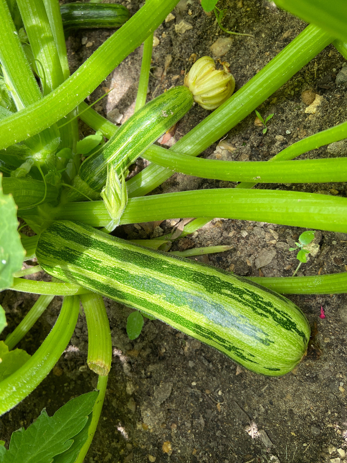 50 COCOZELLE di Napoli SQUASH Calabacín italiano Cucurbita Pepo Semillas vegetales