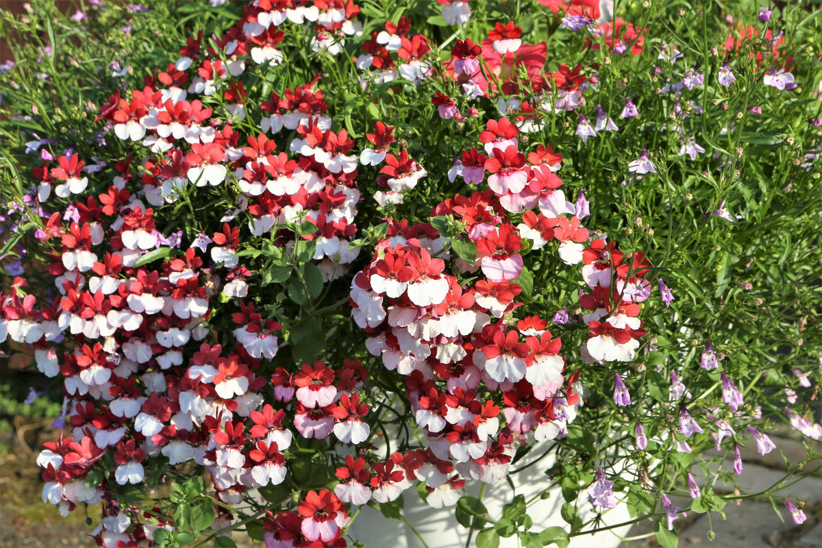 50 semillas de flores bicolores fragantes de NEMESIA Strumosa, bandera danesa, rojas y blancas