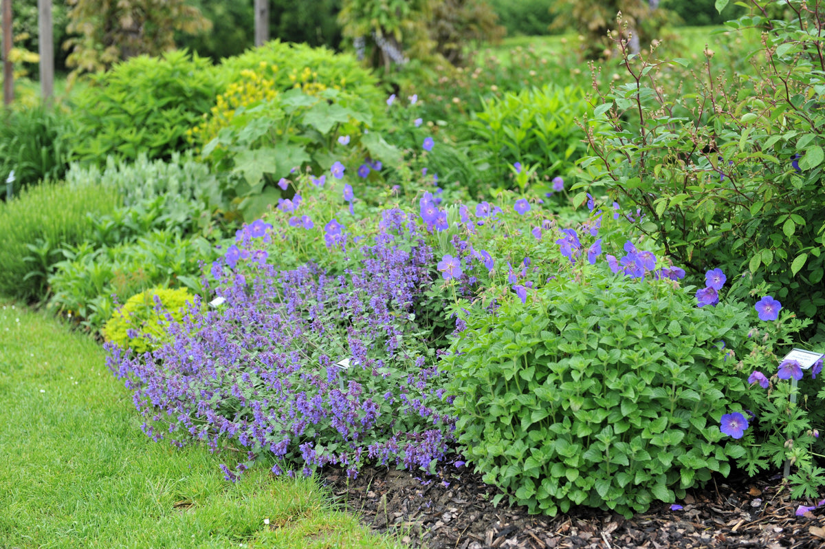 50 semillas de flores de Nepeta Racemosa (menta persa) Mussins