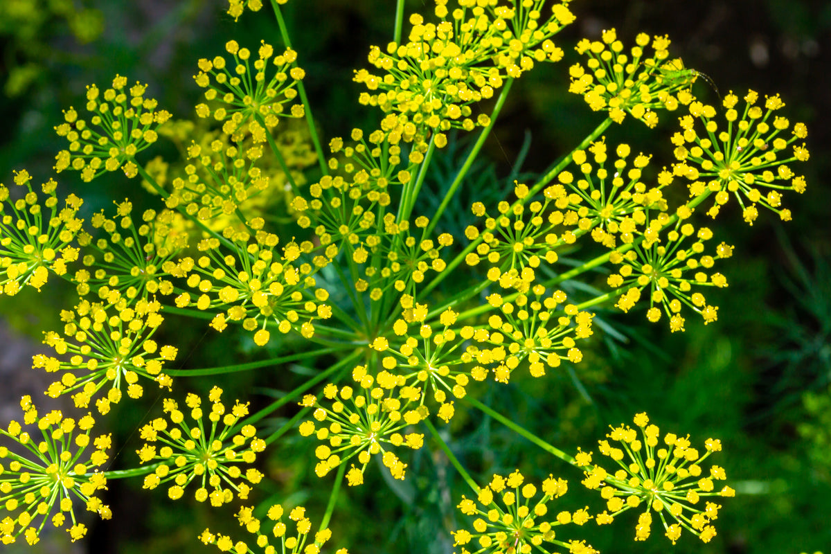 1000 semillas de flores de hierba LONG ISLAND Mammoth DILL Anethum Graveolens