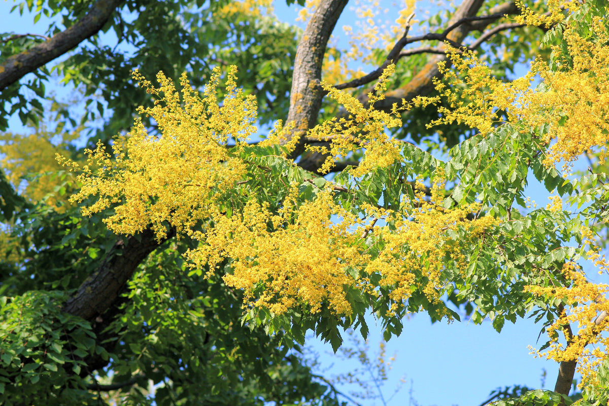 10 semillas de flores amarillas del árbol de la lluvia dorada Koelreuteria paniculata