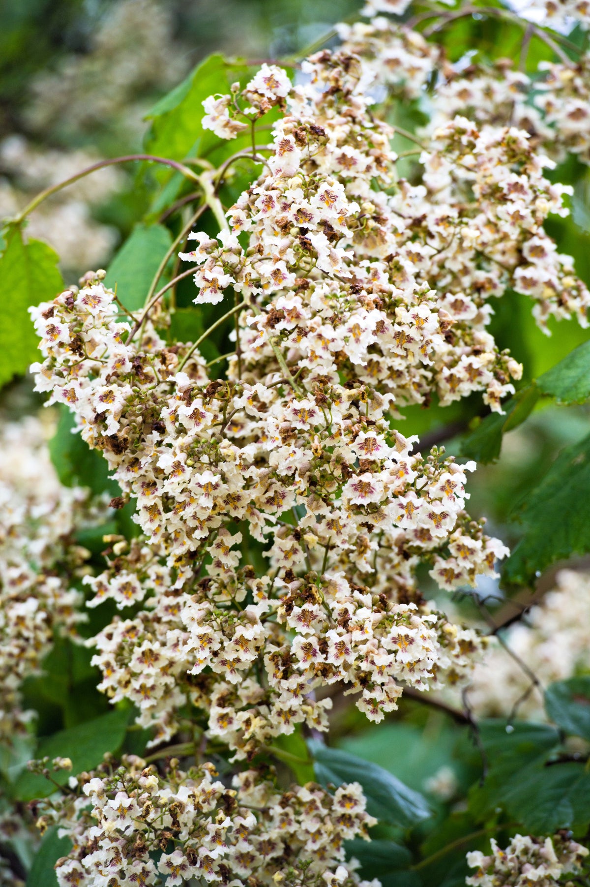 50 semillas de CATALPA Speciosa del Norte (también conocida como Catalpa Occidental o Catawba / Cigarro Indio / Cebo de Pescado) en flor