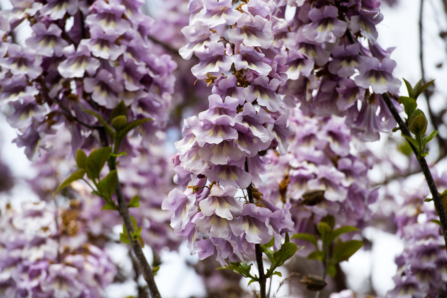 400 semillas de flores de PAULOWNIA EMPERATRIZ Tomentosa
