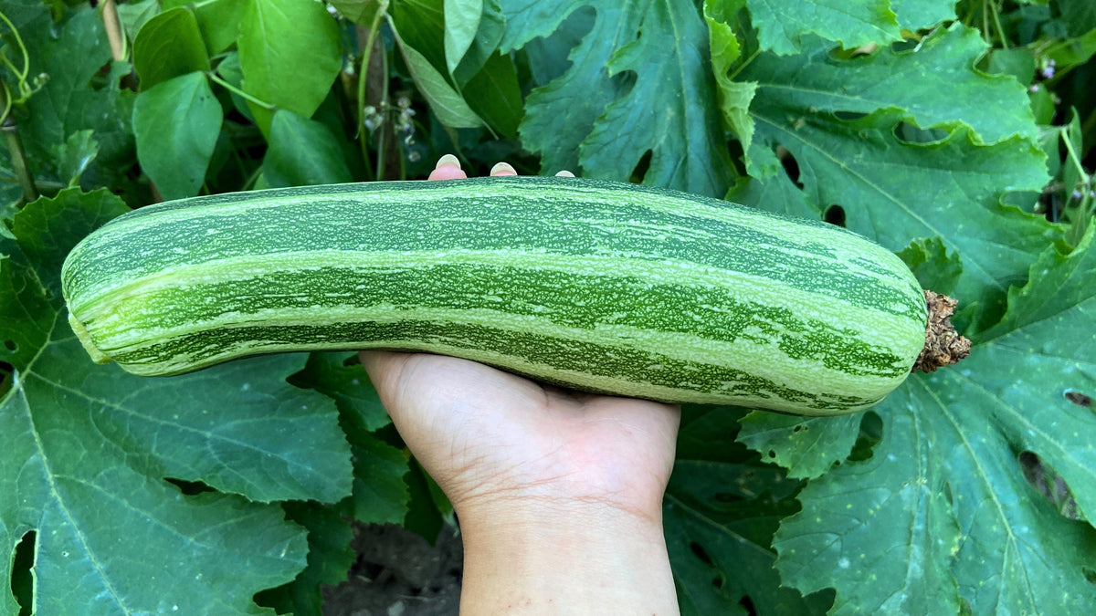 50 COCOZELLE di Napoli SQUASH Calabacín italiano Cucurbita Pepo Semillas vegetales