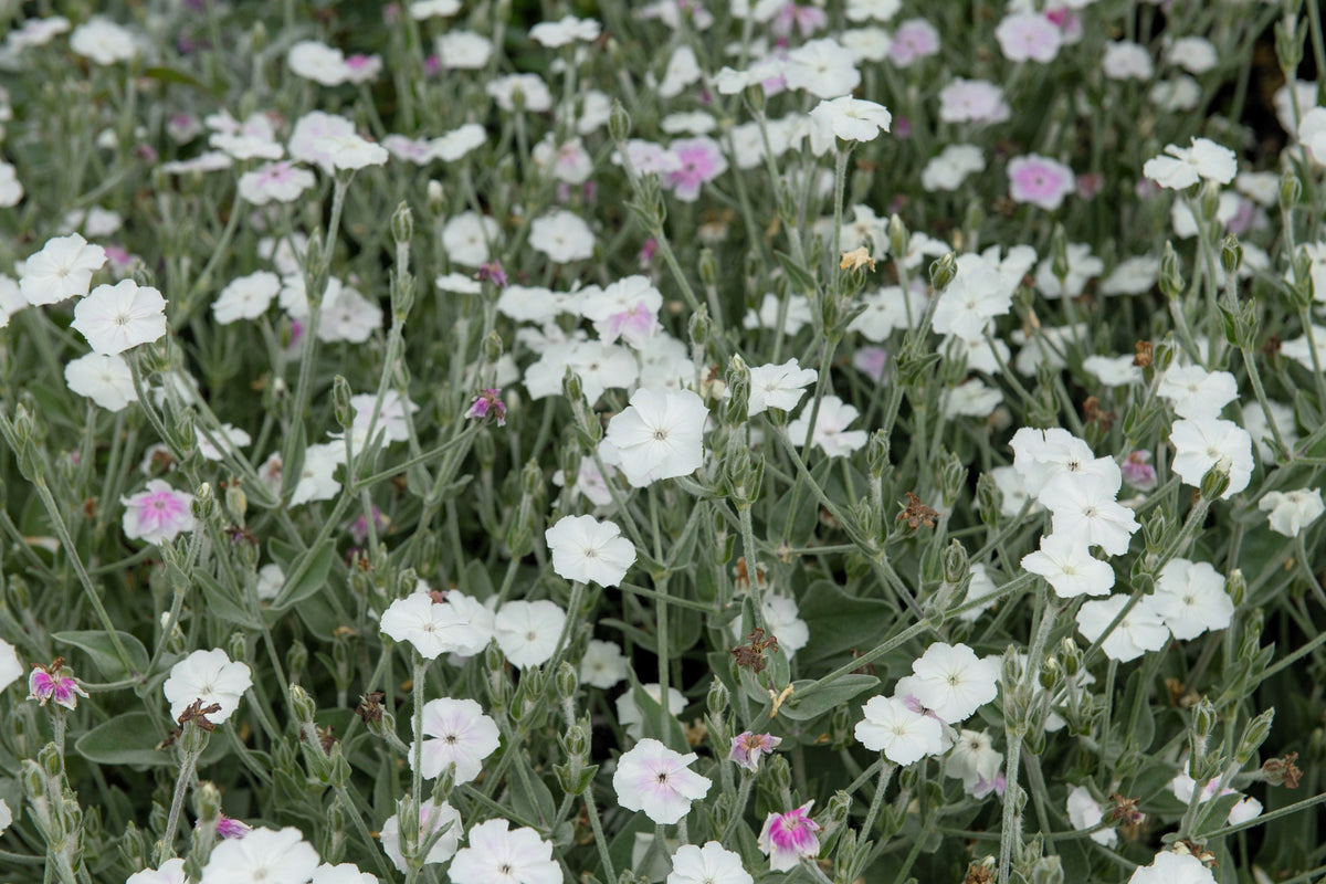 50 semillas de flores de LYCHNIS BLANCO Coronaria Alba (White Rose Collegiate / Evening Lychnis / Silene / White Cockle)