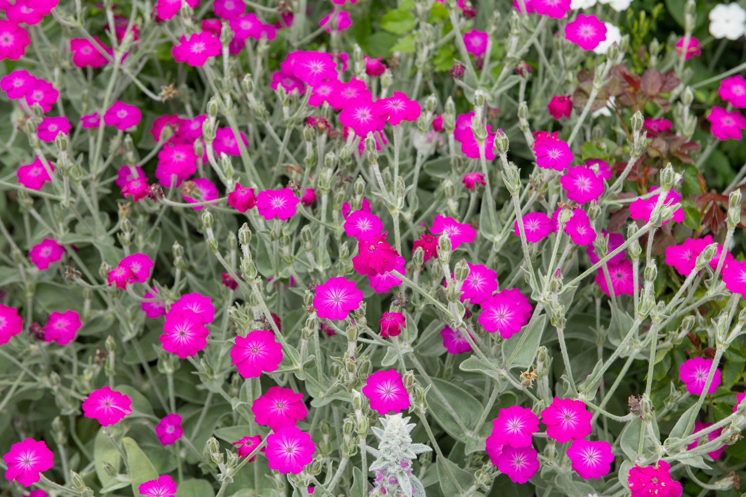 200 semillas orgánicas de flores de Lychnis Silene Coronaria, color magenta y plateado.