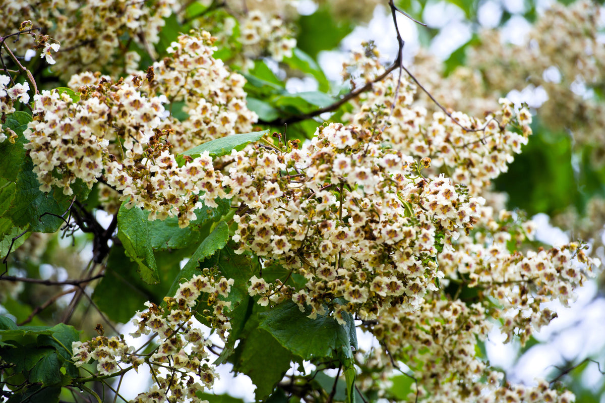 50 semillas de CATALPA Speciosa del Norte (también conocida como Catalpa Occidental o Catawba / Cigarro Indio / Cebo de Pescado) en flor