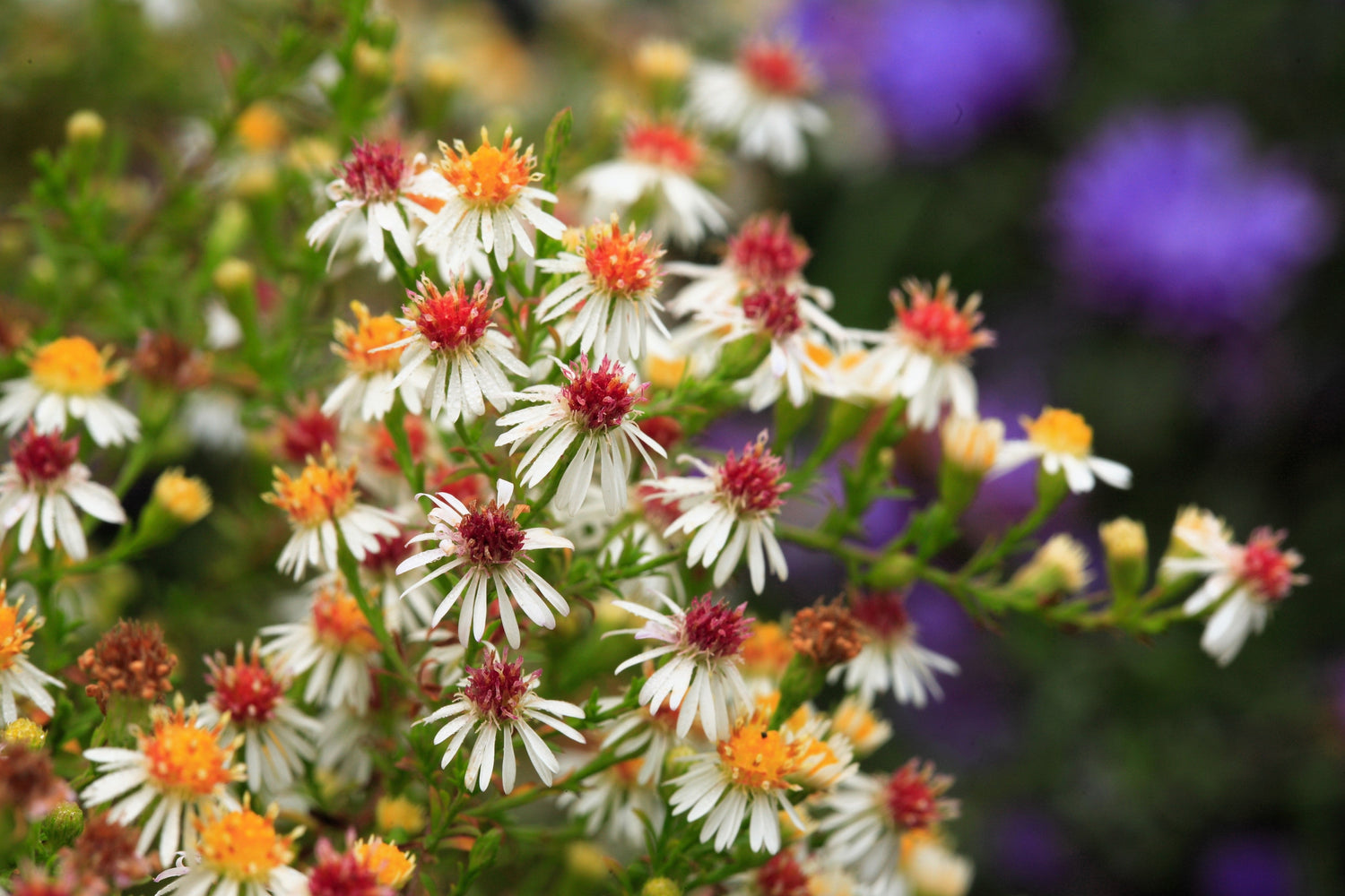 100 semillas de flores de Ericoides de la pradera de áster blanco
