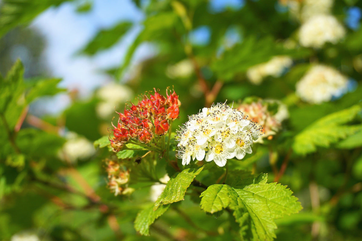 50 semillas de Physocarpus Capitatus, arbusto nativo de flores blancas, rosas y rojas de la familia Ninebark del Pacífico.