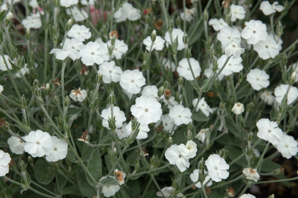 50 semillas de flores de LYCHNIS BLANCO Coronaria Alba (White Rose Collegiate / Evening Lychnis / Silene / White Cockle)