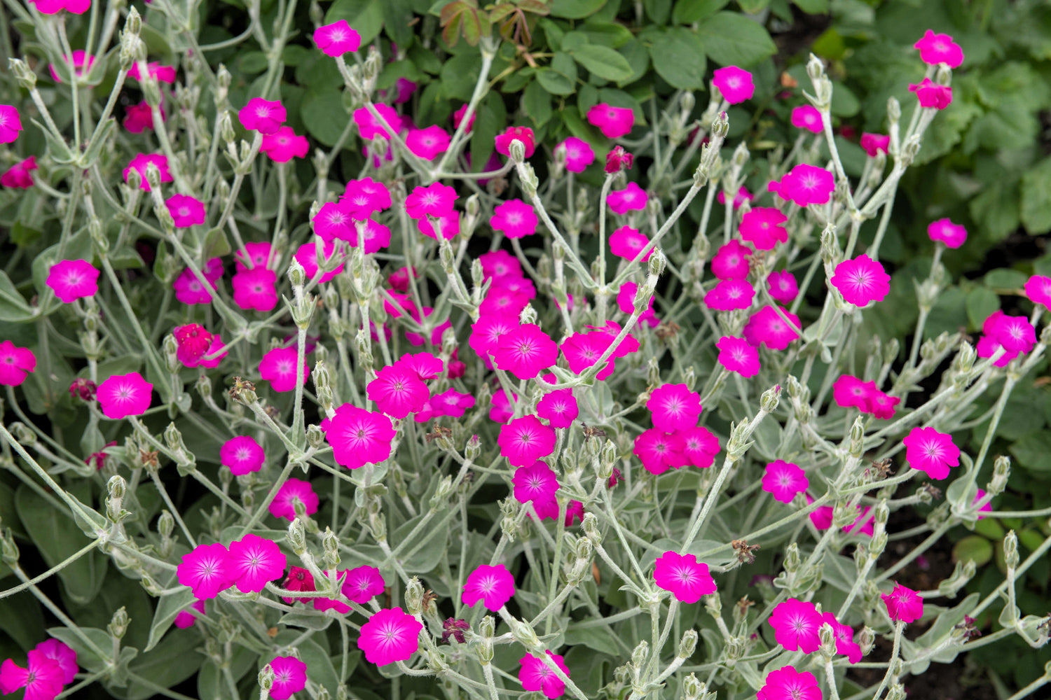 200 semillas orgánicas de flores de Lychnis Silene Coronaria, color magenta y plateado.