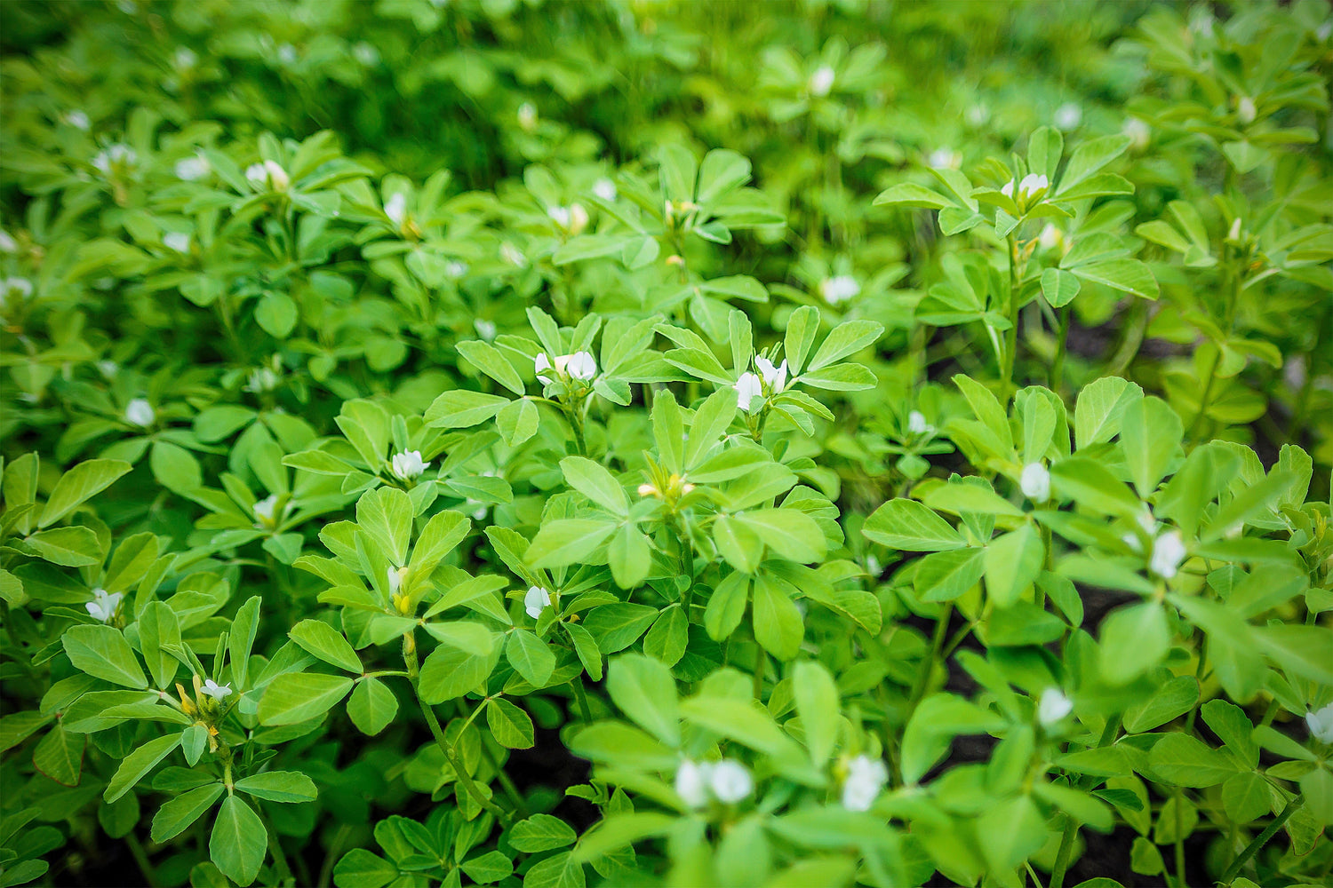 300 semillas de flores de hierba de fenogreco Trigonella Foenum Graecum
