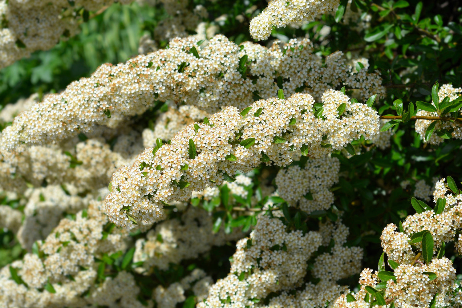 25 semillas de flores de arbusto de Pyracantha coccinea (ESPINO DE FUEGO ESCARLATA)