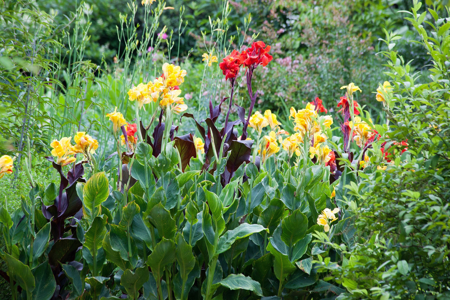 5 semillas de flores de Canna Indica de Indian Shot de lirio de canna amarillo