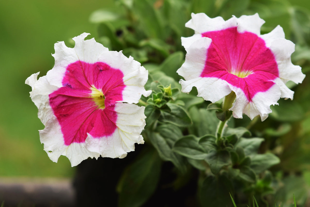 50 semillas de petunia multiflora de colores mixtos PICOTEE MIX, bicolor, blanco, azul, morado, rosa y rojo