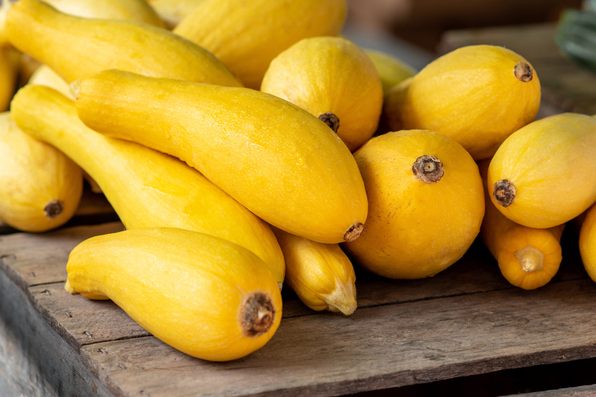 50 semillas tempranas de calabaza de cuello recto, prolíficas, de arbusto amarillo de verano