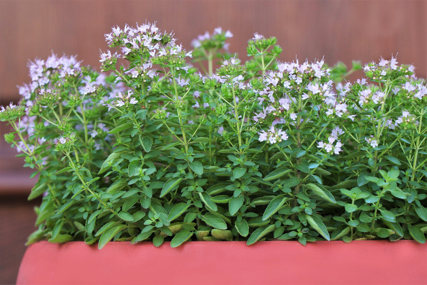 2000 Semillas de flores de hierba de mejorana dulce Origanum Majorana