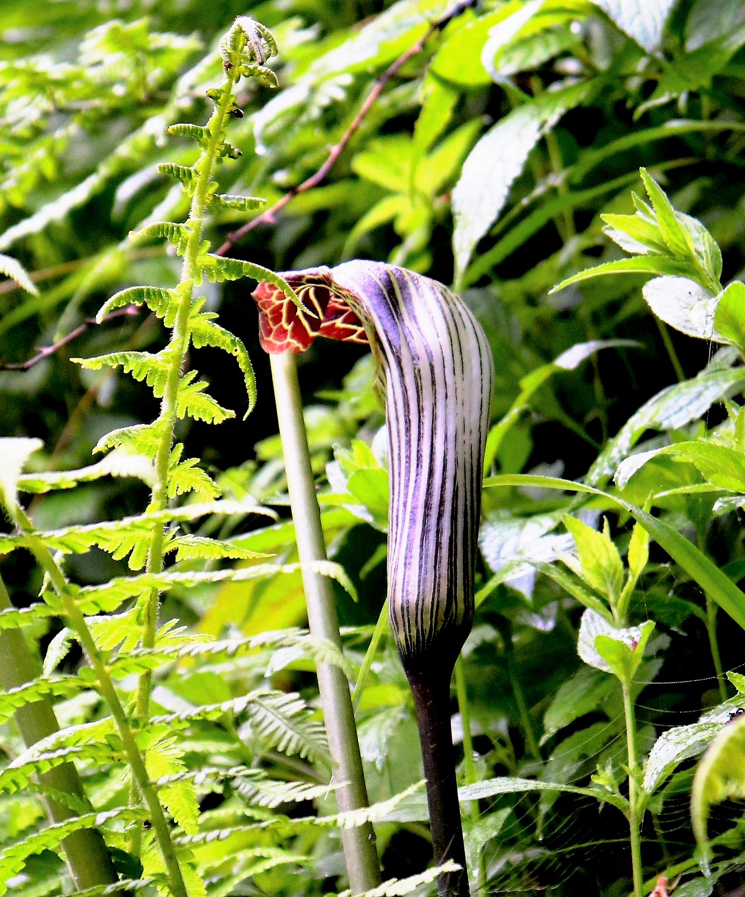 5 semillas de lirio cobra del Himalaya, Arisaema consanguineum, flor asiática de Jack in the Pulpit con rayas blancas, marrones y moradas.