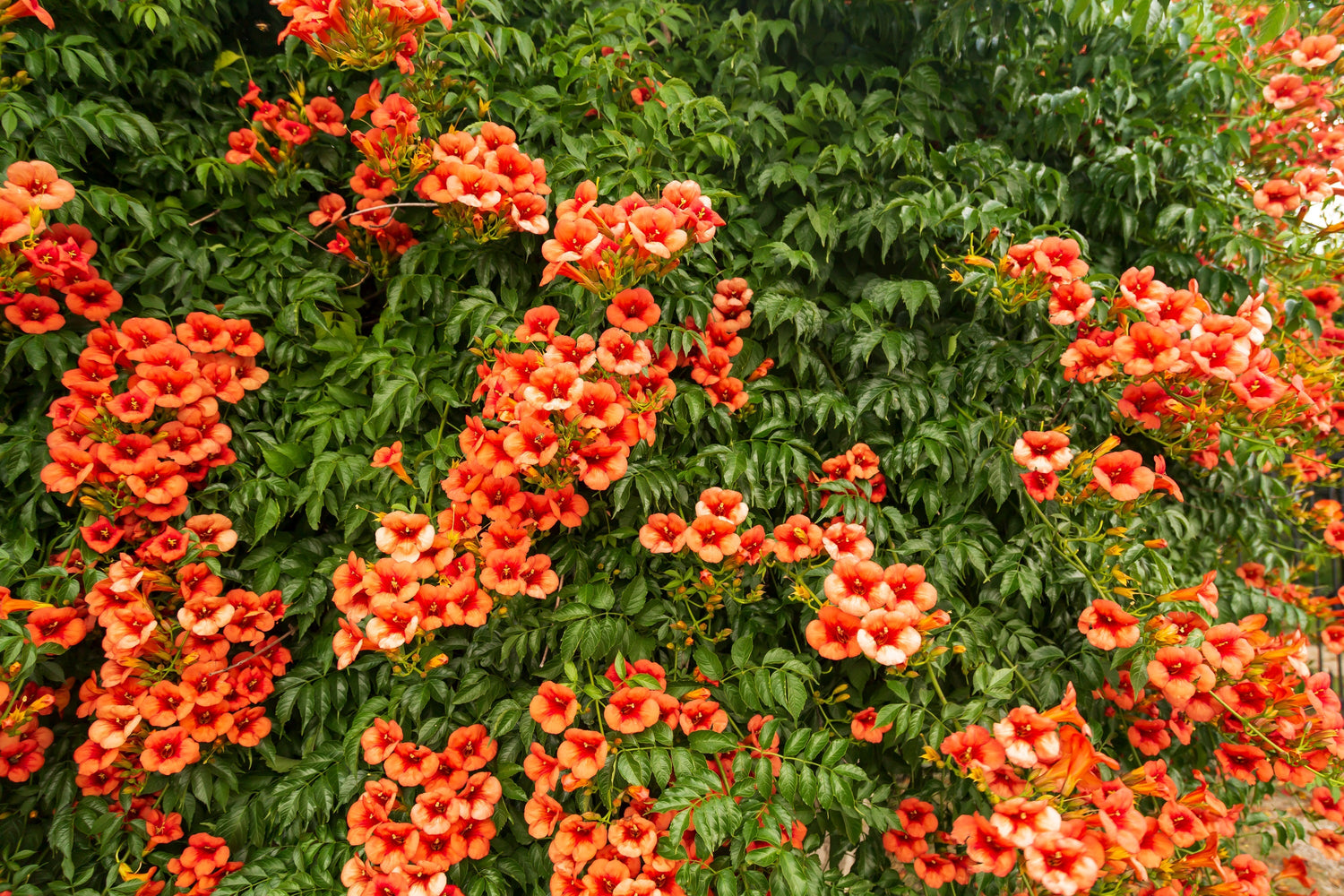 25 semillas de flores de enredadera de trompeta colibrí naranja Campsis radicans