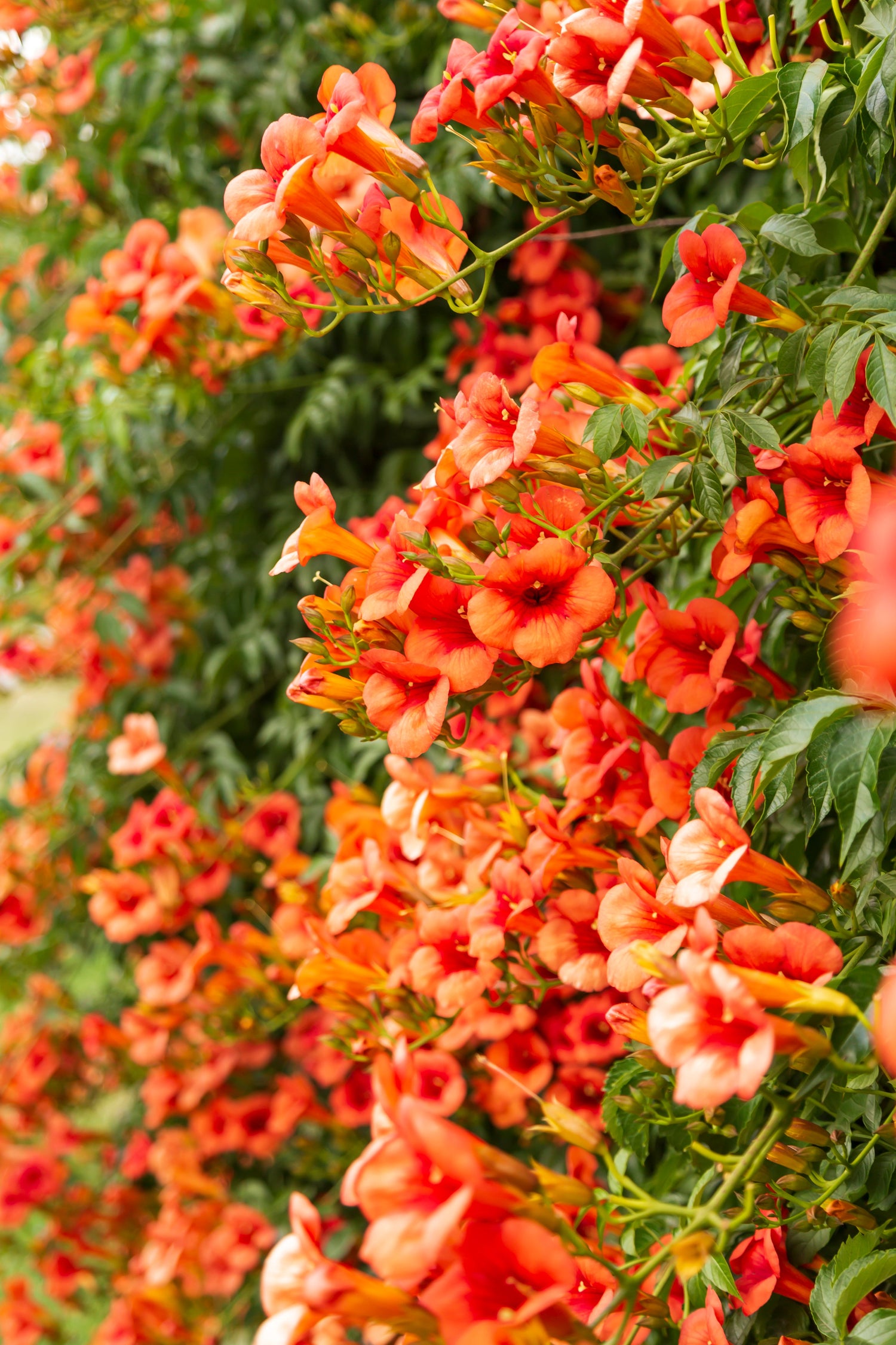 25 semillas de flores de enredadera de trompeta colibrí naranja Campsis radicans