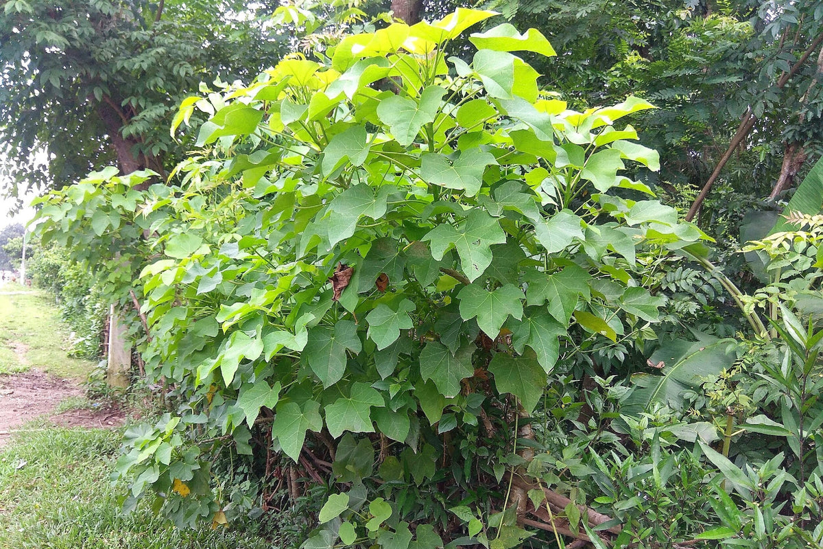 5 semillas de biodiésel del arbusto JATROPHA Curcas de Barbados Purging de PHYSIC NUT