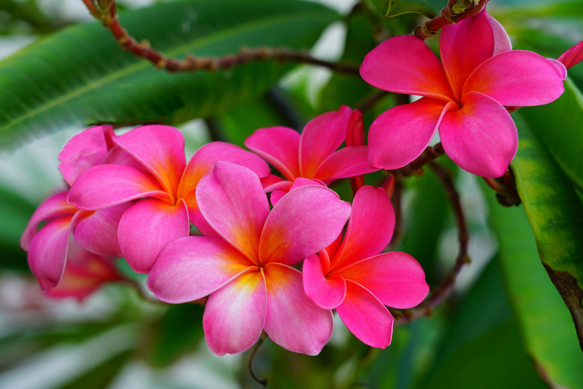 10 semillas de plumeria de colores variados - Lei Flower Frangipani Mix, arbusto fragante, árbol pequeño, rosa, rojo, amarillo, blanco, melocotón, dos tonos
