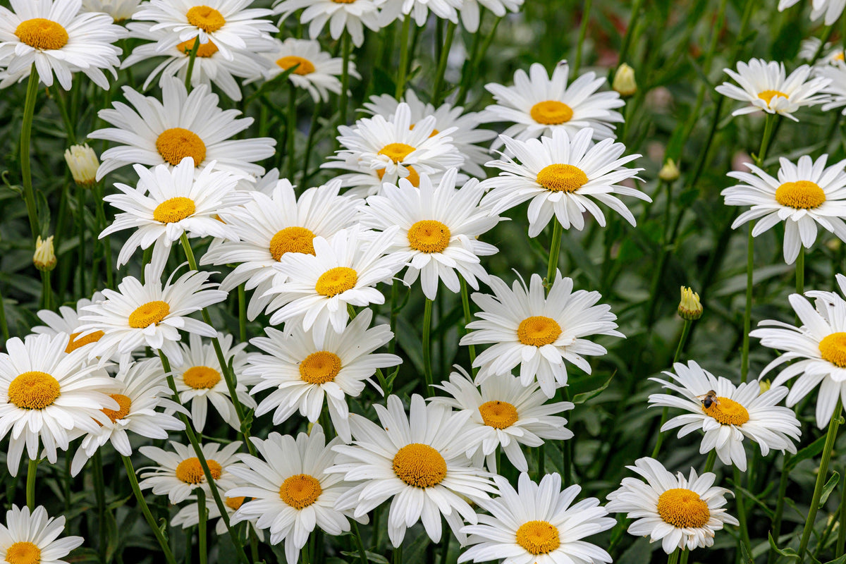 2000 semillas de margarita de ojo de buey, crisantemo leucanthemum, flores blancas