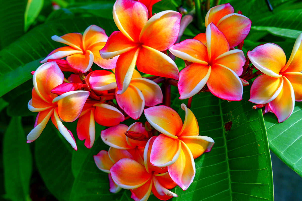 10 semillas de plumeria de colores variados - Lei Flower Frangipani Mix, arbusto fragante, árbol pequeño, rosa, rojo, amarillo, blanco, melocotón, dos tonos