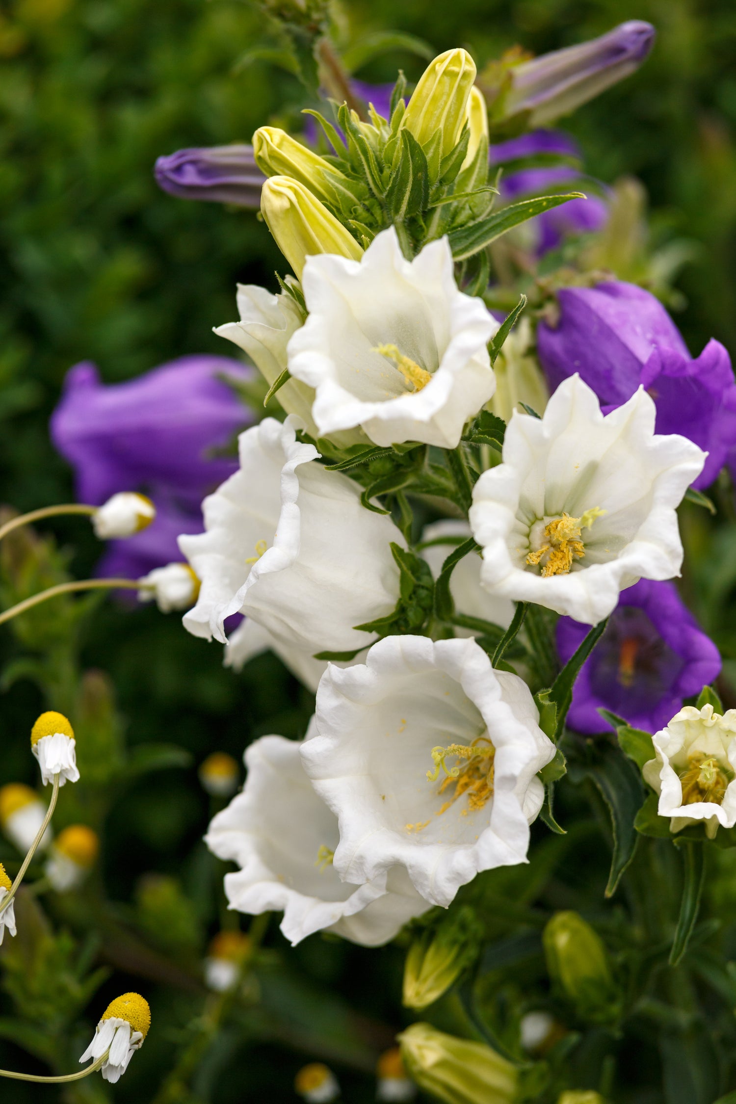 200 semillas de campanillas blancas de flores medianas