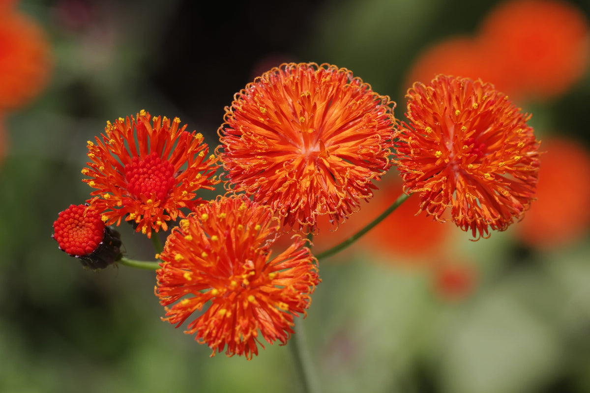 50 semillas de flor de borla de pincel de dama roja Emilia Javanica Coccinea 'Scarlet Magic'
