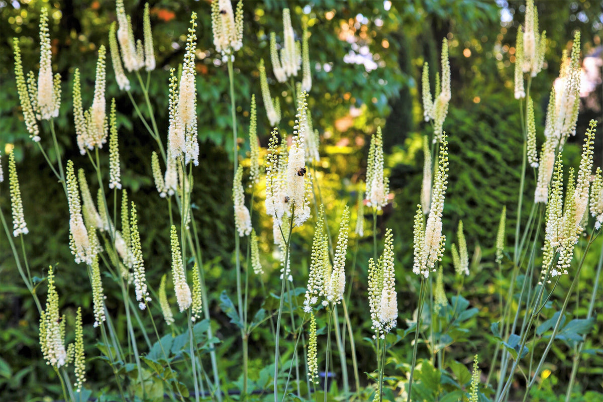 50 NEGRO COHOSH Bugbane Actaea Racemosa Cimicifuga Bugbane Snakeroot Nativo Blanco Sombra Flor Hierba Semillas