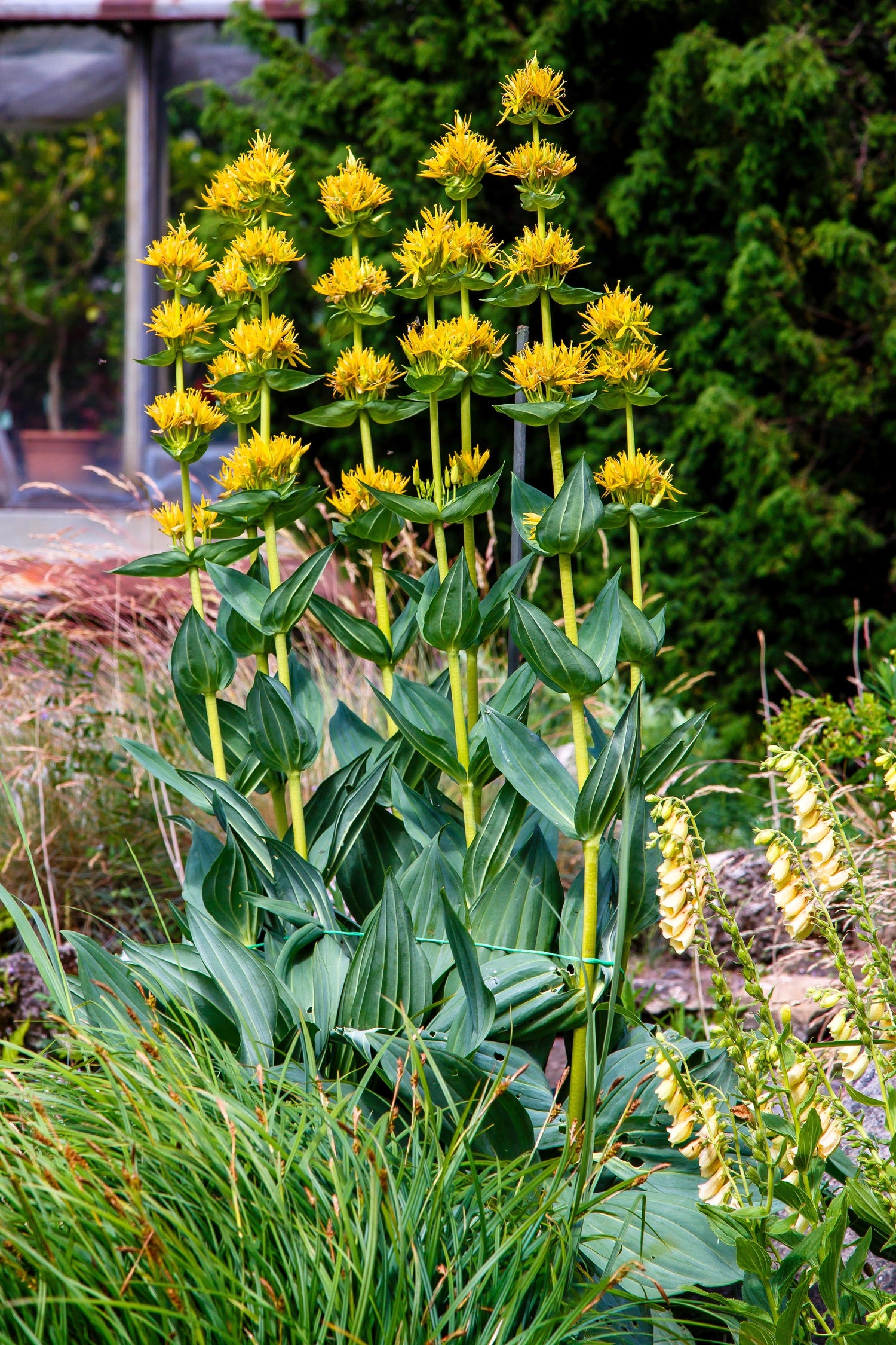 30 semillas de flores de hierba de GENCIANA AMARILLA (Gentiana Lutea)