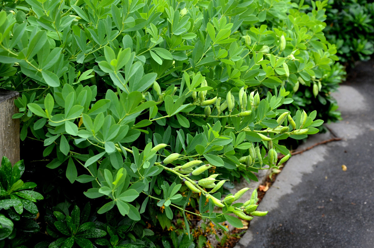 50 Semillas de flores BLUE WILD INDIGO (False Indigo) Baptisia Australis