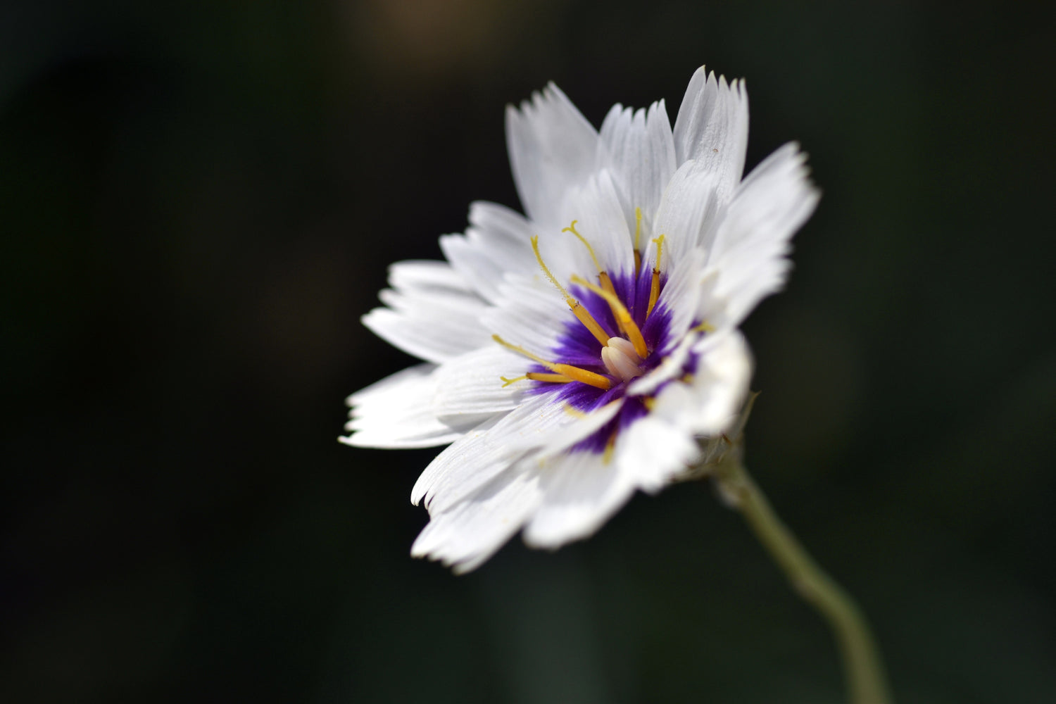 25 semillas de flores de Catananche Caerulea, planta del amor, dardo de Cupido Blanco