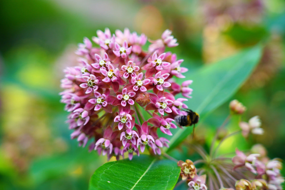 100 semillas de asclepia rosa (asclepias Syriaca monarca)