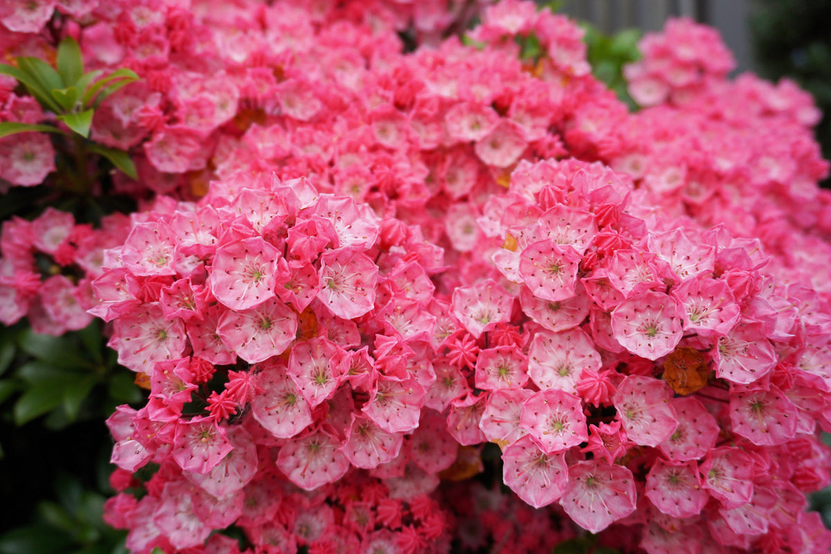 50 semillas de arbusto de laurel de montaña, Kalmia latifolia, blanco, rosa y rojo