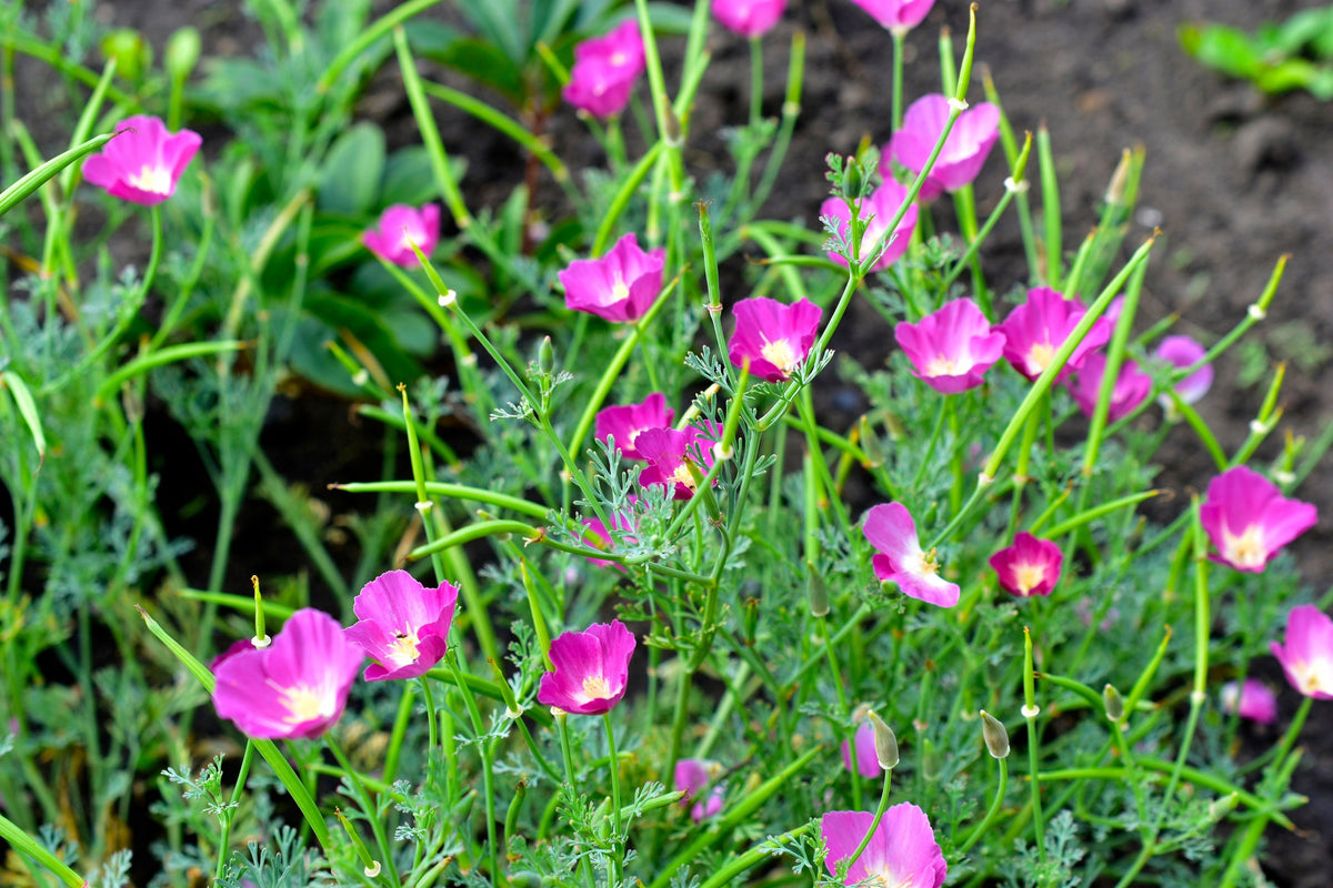100 semillas de flores de amapola de California (Eschscholzia californica) con brillo púrpura