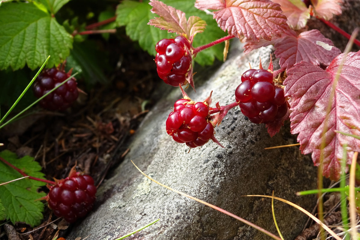 10 ARCTIC RASPBERRY Nagoonberry Rubus Arcticus Red Berry Fruit Bramble Seeds