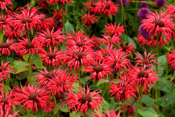 10 Semillas de flores de té de hierba de té Monarda Didyma Oswego de Panorama RED BEE BALM