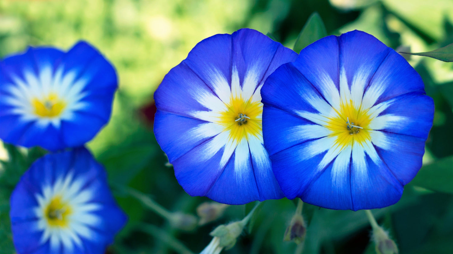 40 semillas de enredadera de flores enanas BLUE FLASH MORNING GLORY Convolvulus tricolor violeta azul blanco y amarillo