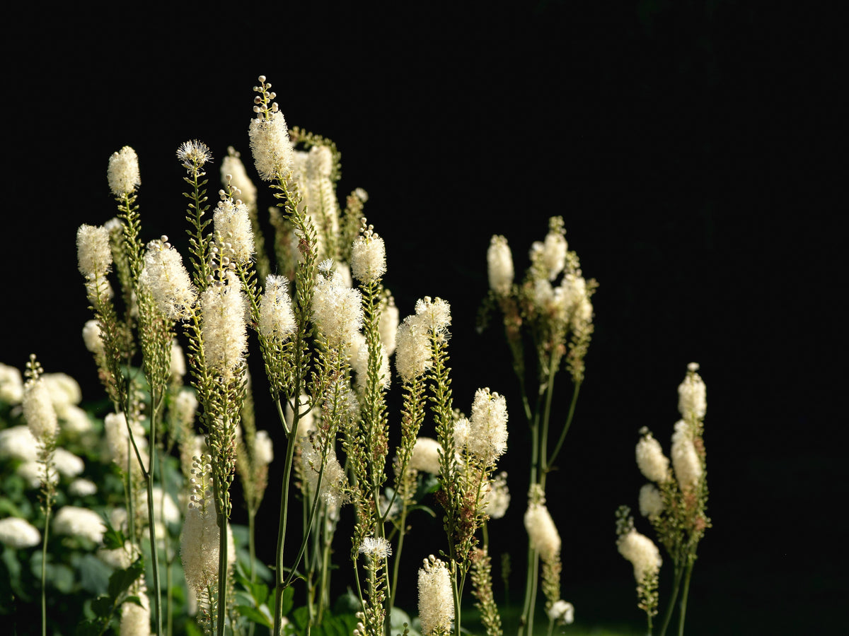 50 NEGRO COHOSH Bugbane Actaea Racemosa Cimicifuga Bugbane Snakeroot Nativo Blanco Sombra Flor Hierba Semillas
