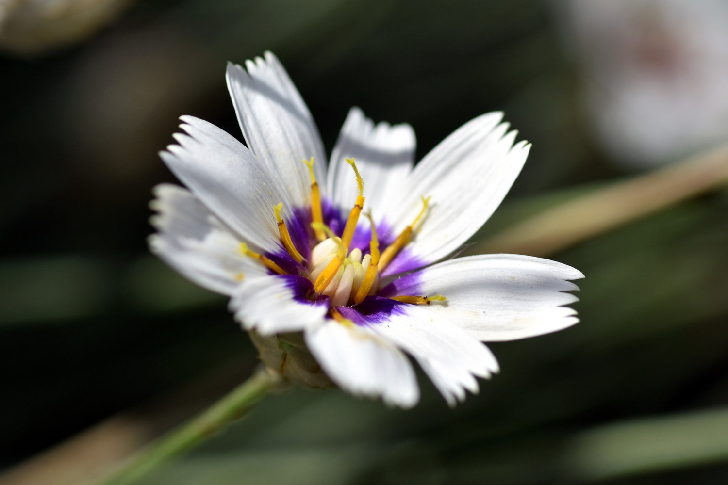 25 semillas de flores de Catananche Caerulea, planta del amor, dardo de Cupido Blanco