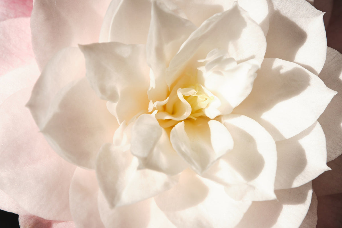 50 semillas de flores de GARDENIA Jasminoides / JAZMÍN DEL CABO, arbusto blanco fragante, planta de interior