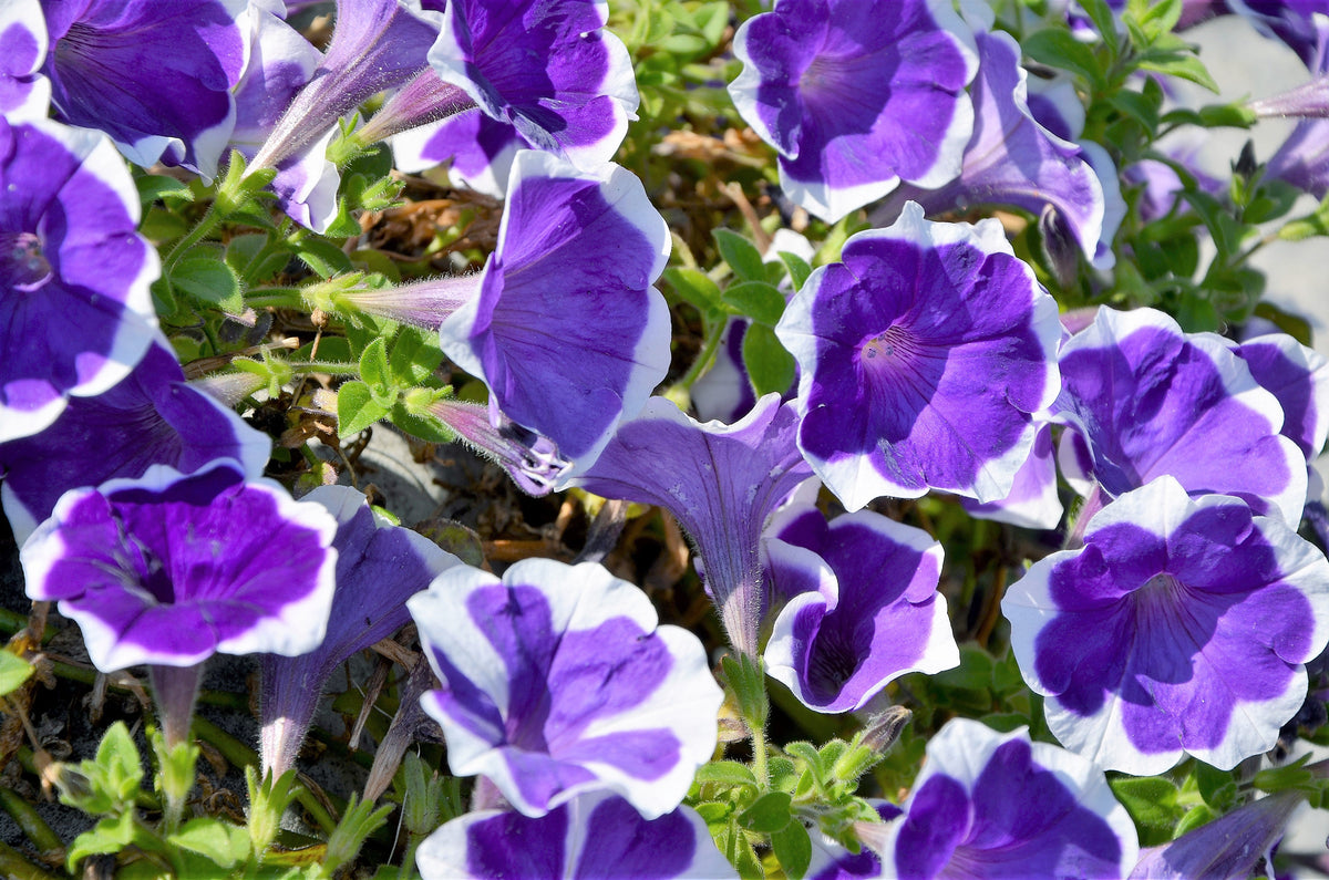 50 semillas de petunia multiflora de colores mixtos PICOTEE MIX, bicolor, blanco, azul, morado, rosa y rojo