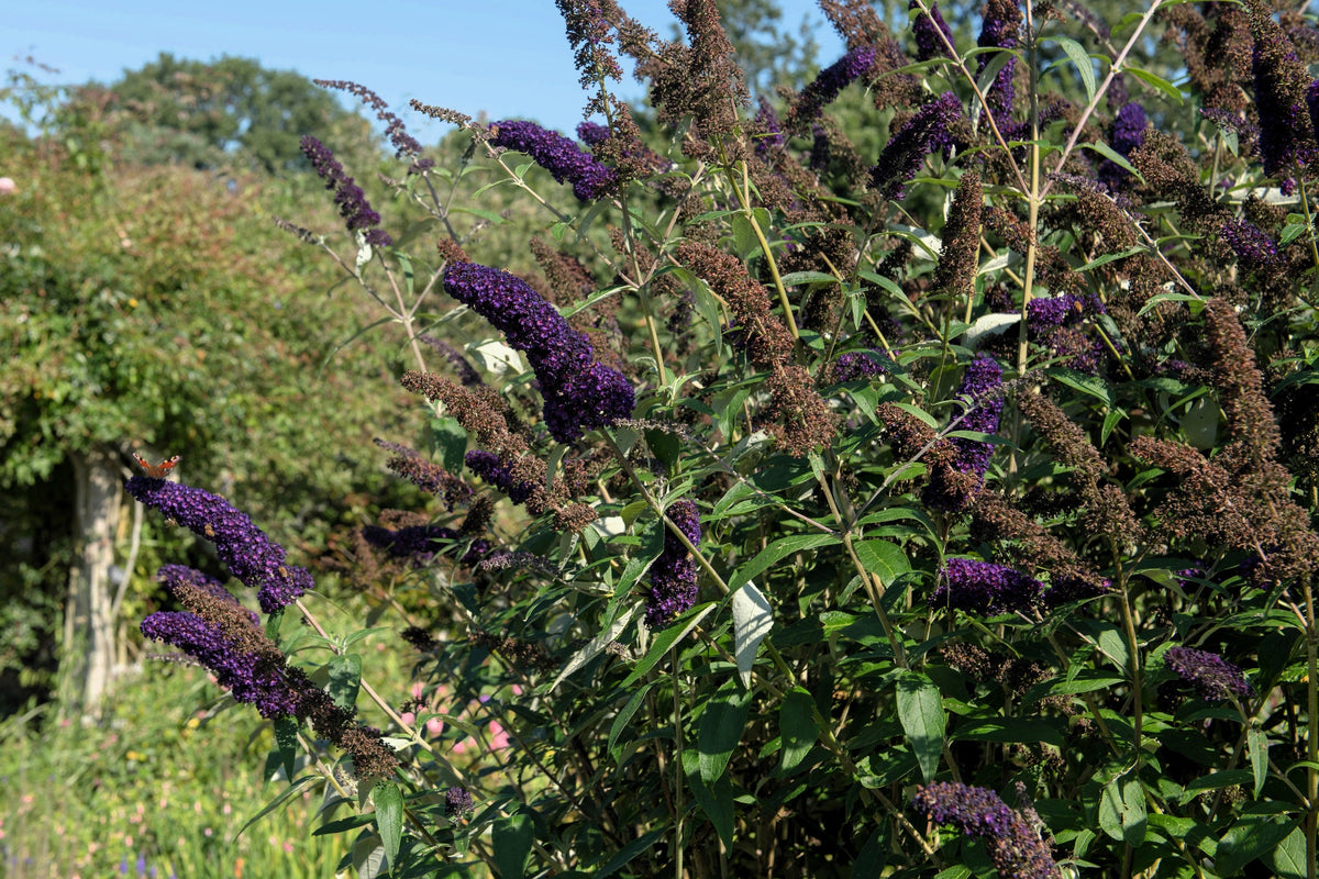 50 semillas de arbusto de mariposa morado oscuro Buddleja Davidii, arbusto de colibrí con flores fragantes