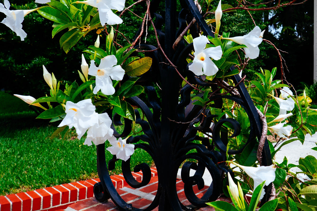 5 semillas de jazmín chileno/mandevilla laxa, flor blanca fragante