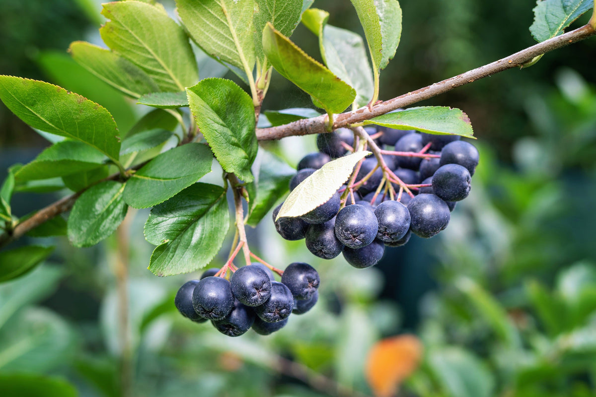 50 semillas de aronia negra (Aronia melanocarpa), arbusto de flores blancas y frutos.